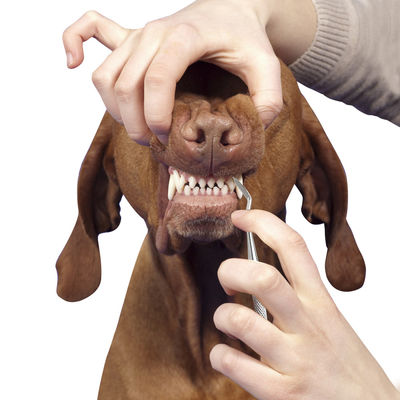 Dentes de cão de estimação portáteis dos gatos das ferramentas da preparação do animal de estimação que limpam o cálculo dental do tártaro da pena 17cm