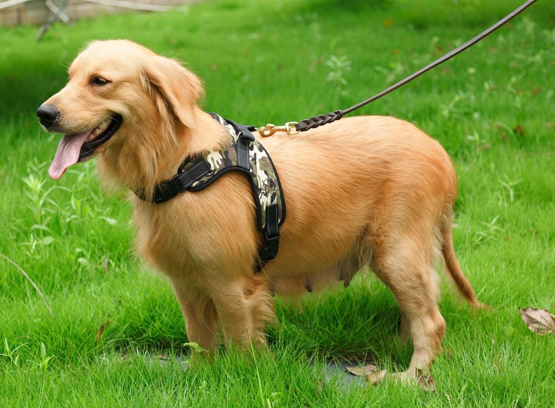Correia da caixa da sela do cão de estimação da veste do chicote de fios de Oxford Mesh Canvas Adjustable Padded Dog respirável nenhum colar do animal de estimação da tração