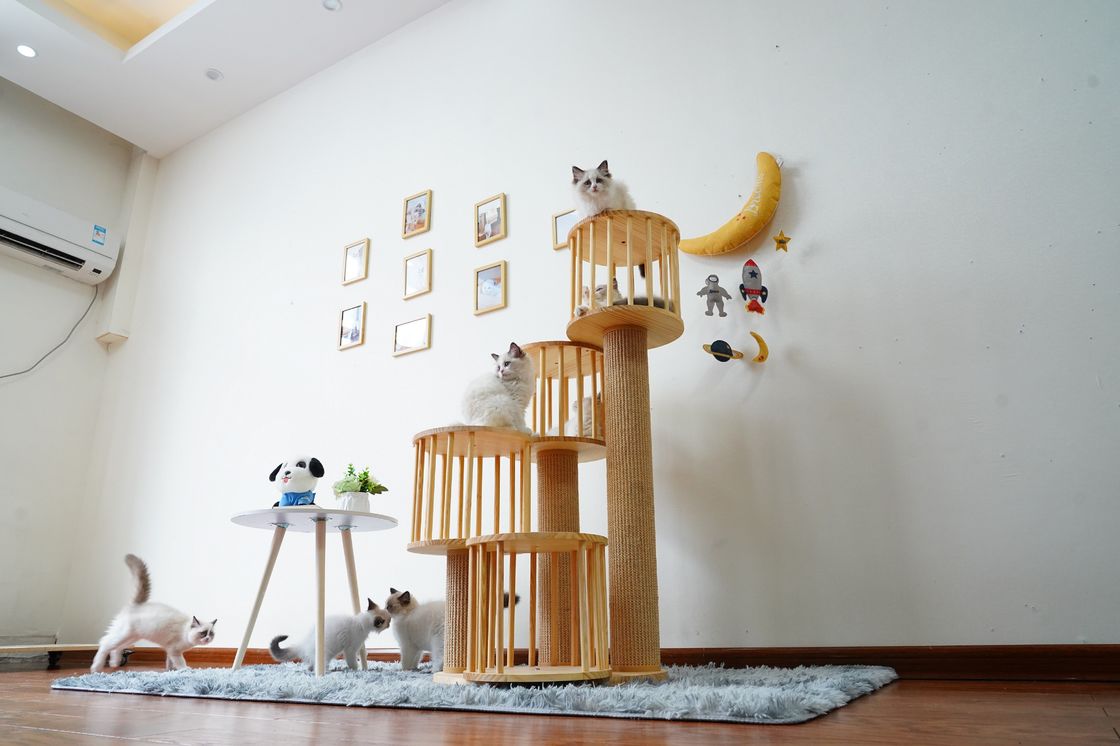Casa durável Kitten Cat Climbing Tree Tower Condo com risco de cargos