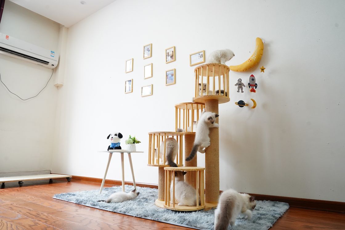 Casa durável Kitten Cat Climbing Tree Tower Condo com risco de cargos